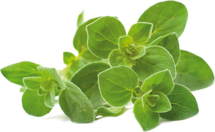 Actual product image Click and Grow Oregano (Herb seeds)