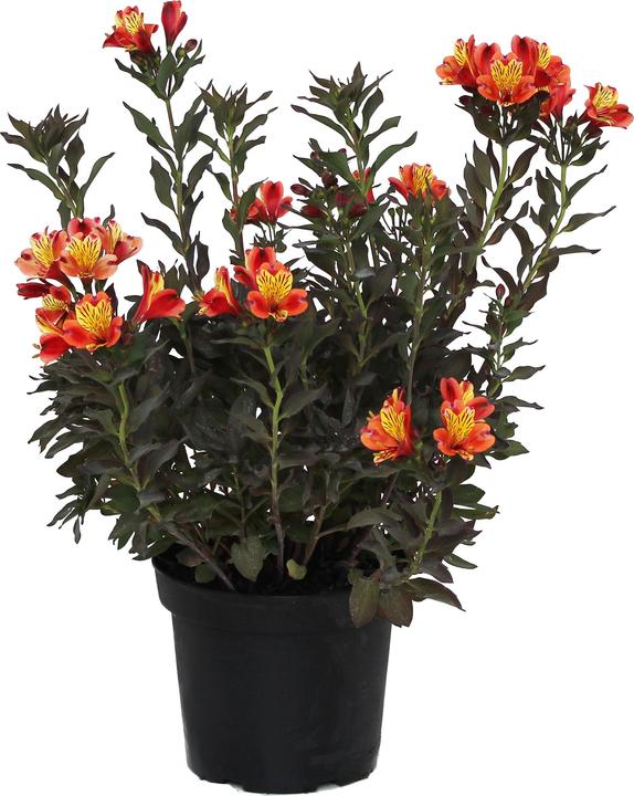 Produktbild Zulauf Alstroemeria 'Indian Summer' / Inkalilie 'Indian Summer' (50 cm)
