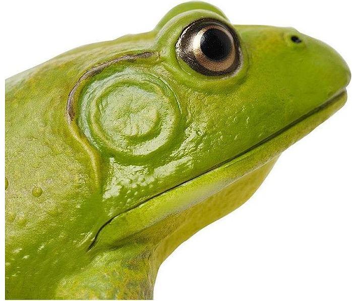 Produktbild Safari Ic Amerikansicher Ochsenfrosch