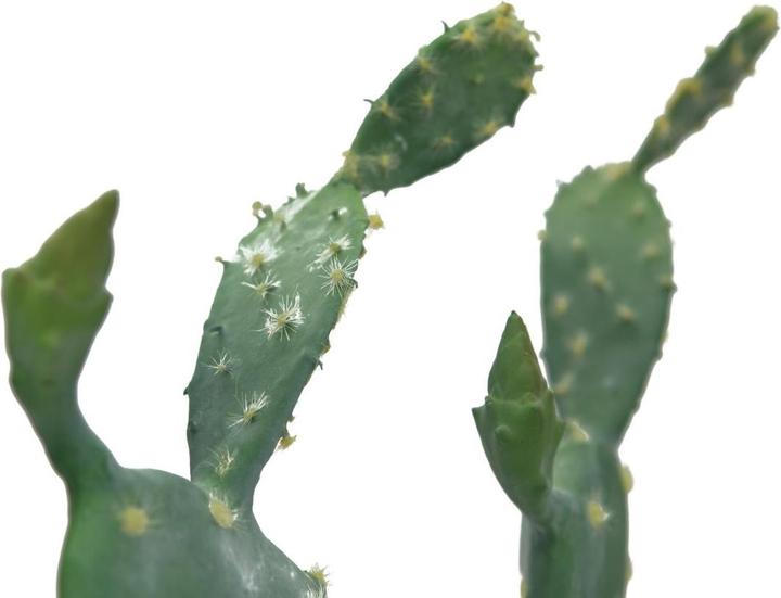 Image du produit Europalms Cactus à feuilles, plante artificielle, 76cm (76 cm)