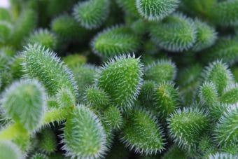 Produktbild Plantlovers Delosperma Echinatum (Gurkenpflanze) (20 cm, Frisch umgetopft)