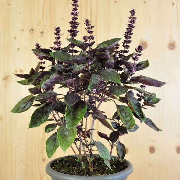 Produktbild Säntispracht Strauch-Basilikum - Ocimum basilikum 'Calimba Red' (60 cm)