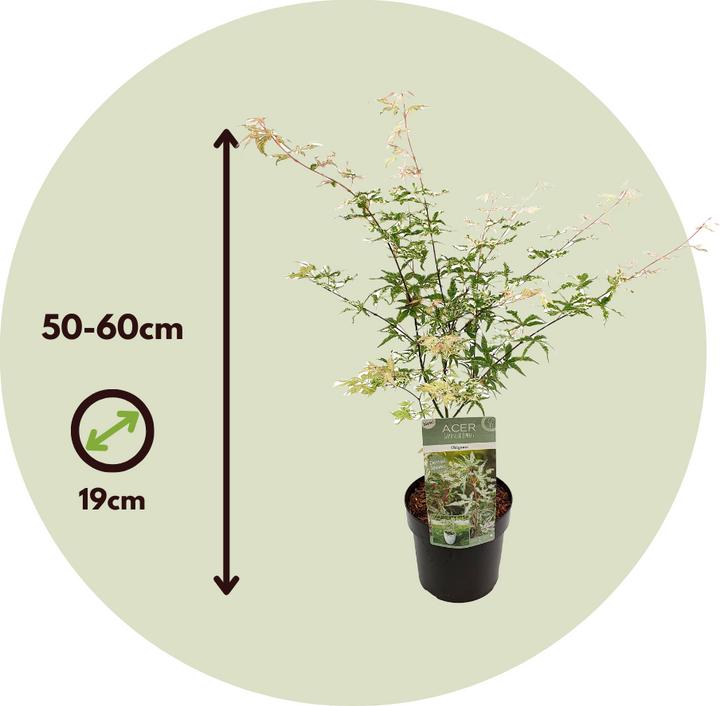 Image du produit Plant in a Box Acer palmatum 'Ukigumo' - Set de 2 érables japonais (50 cm)