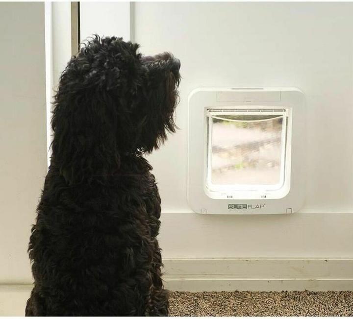 Image du produit SureFlap Chatière XXL (Chatière à micropuce)