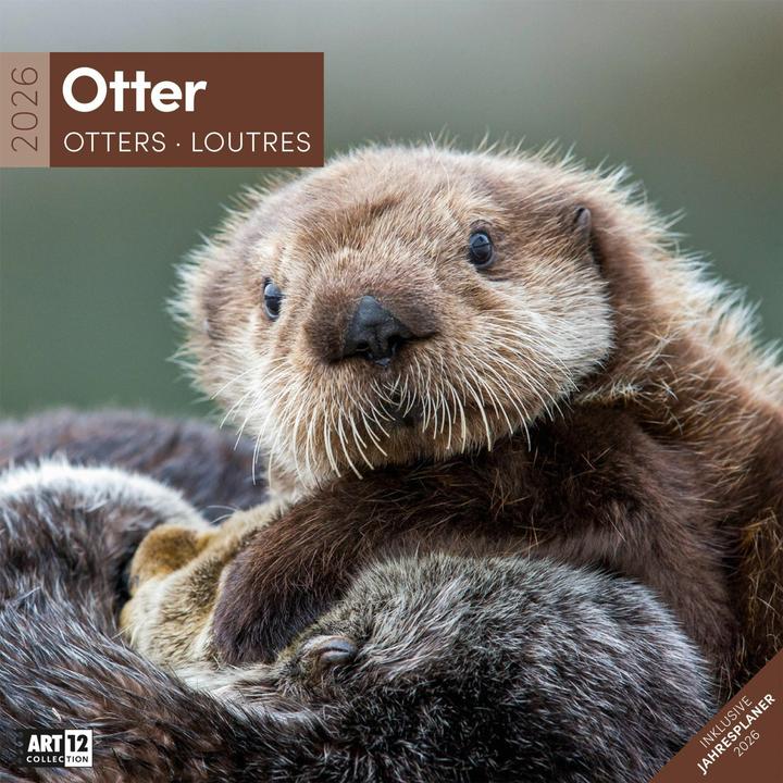 Produktbild Otter Kalender 2026 - 30x30 (30 x 30 cm, Harter Einband, Deutsch)