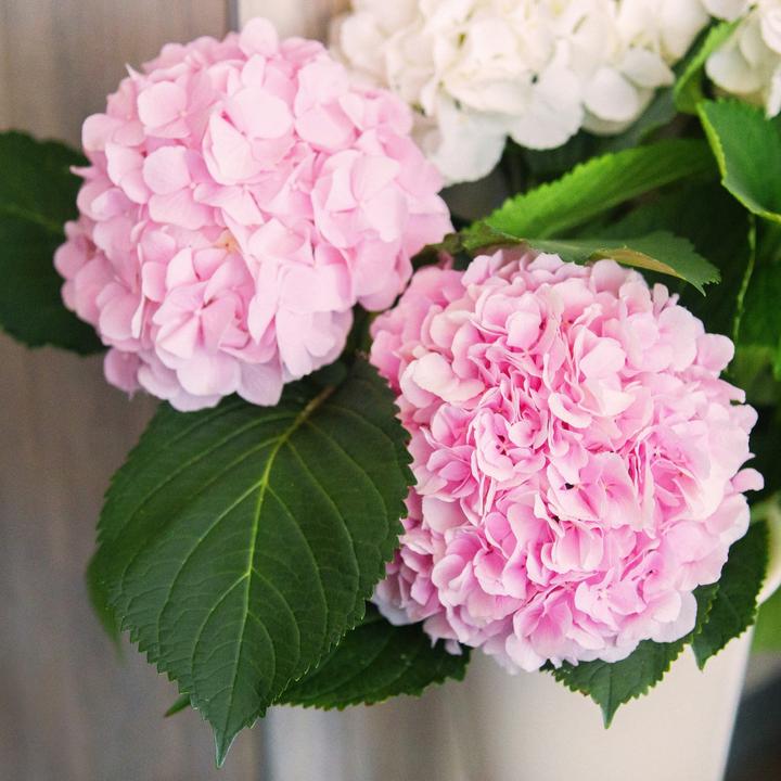 Actual product image Plant in a Box Hydrangea macrophylla teller 'Red Bull' - Set of 3 hydrangeas (25 cm)