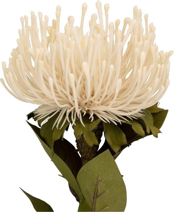 Actual product image present time Protea Flower Large (73.10 cm)