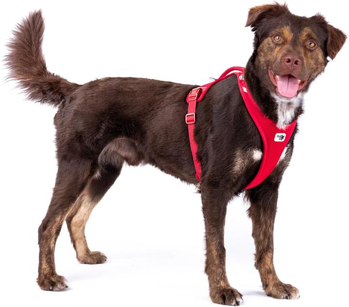 Actual product image Curli Belka Comfort Dog Harness All New Black 4XL (4XL, Dog, General)