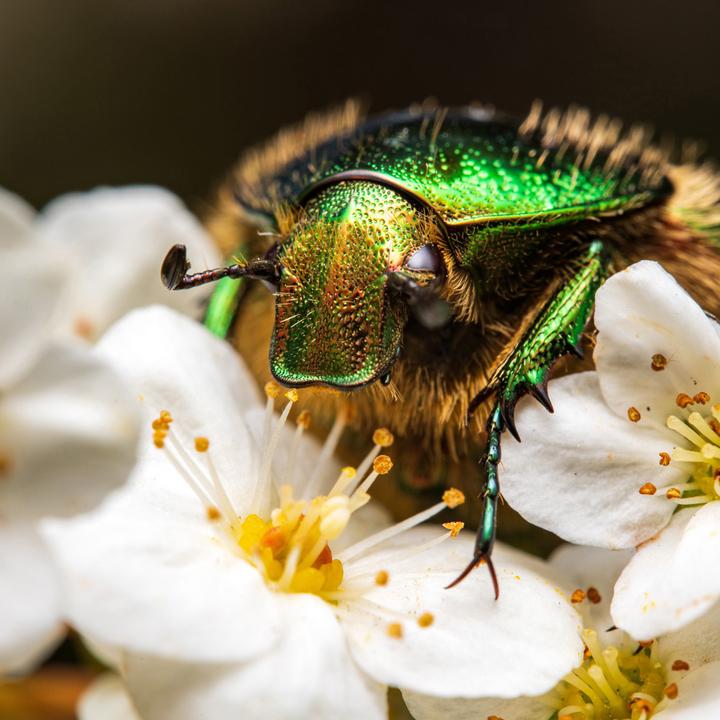 Produktbild Venus Optic 90mm f/2.8 2x Ultra Macro APO Nikon Z (Nikon Z, Vollformat)