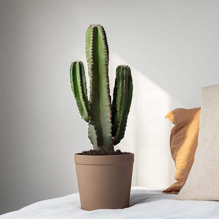 Produktbild Plant in a Box Euphorbia Ingens - Cowboy-Kaktus (85 cm)