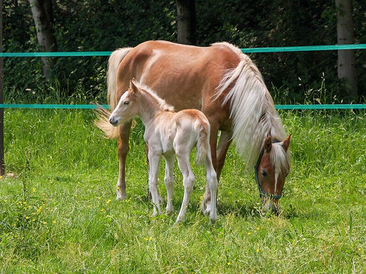 Actual product image Smartbox Nature holiday: 2 nights with breakfast and riding excursion (2 pers.)