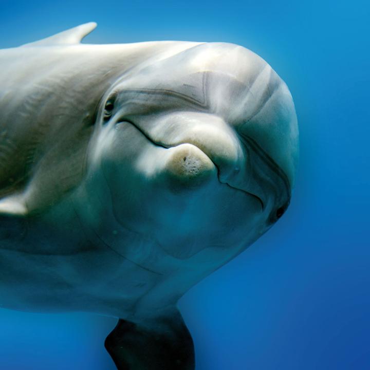 Image du produit Dolphins/Dauphins 2023 (Couverture rigide, Espagnol, Français, Tchèque, Italien, Néerlandais, Polonais, Allemand, Anglais)