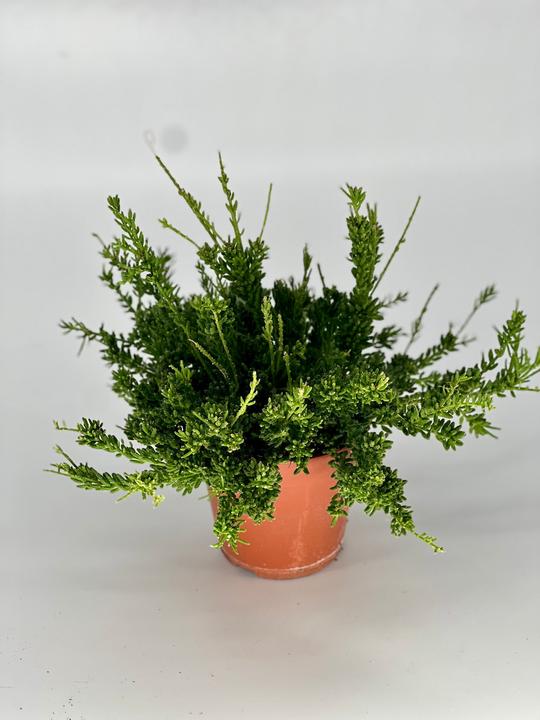 Immagine prodotto Mahaloplants Rhipsalis burchellii (20 cm, Appena rinvasata)