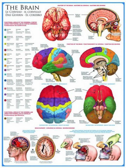 Image du produit Eurographics Le cerveau (1000 pièces)