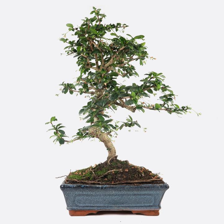 Bonsai.ch Carmona Fukientee cm