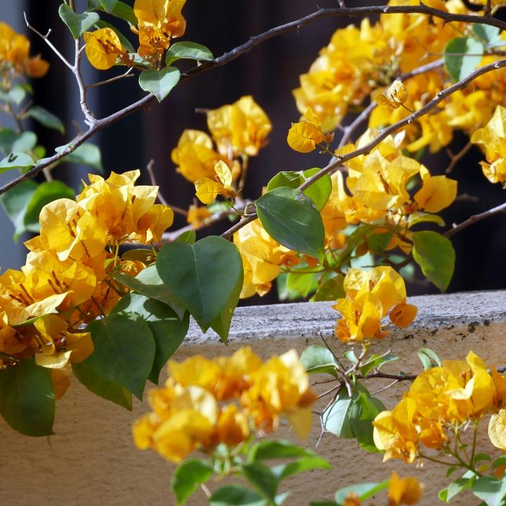 Immagine prodotto Plant in a Box Bougainvillea 'Dania' - (50 cm)