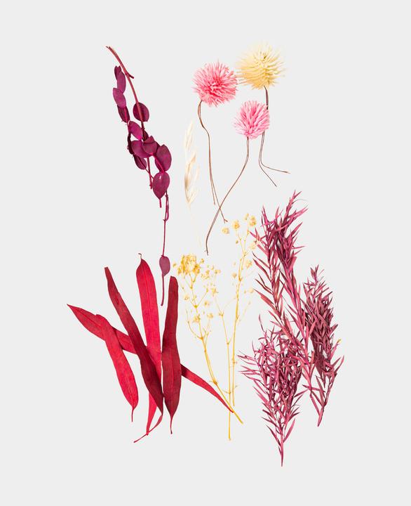 Produktbild I Am Creative Trockenblumenset (Trockenblumen)