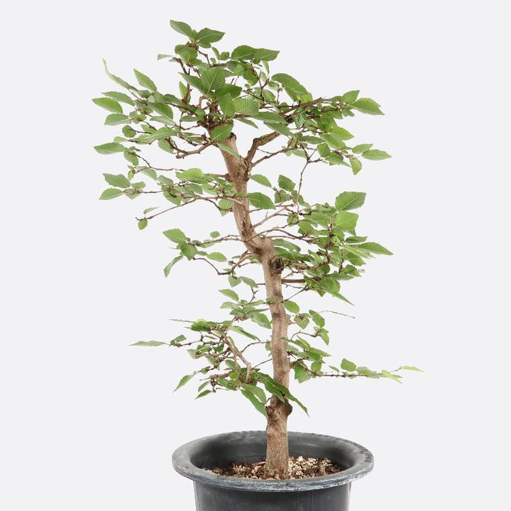Produktbild Bonsai.ch Carpinus Hainbuche cm (34 cm)