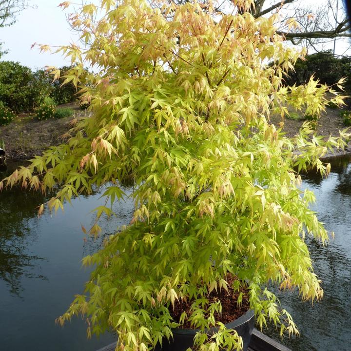 Image du produit Plant in a Box Acer palmatum 'Orange Dream' - Érable à feuilles d'or (25 cm)