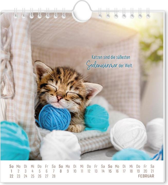 Produktbild Postkartenkalender 2026 Auf leisen Pfot (16 x 17 cm, Harter Einband, Deutsch)