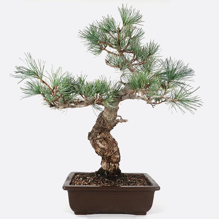 Bonsai.ch Pinus Mädchenkiefer cm