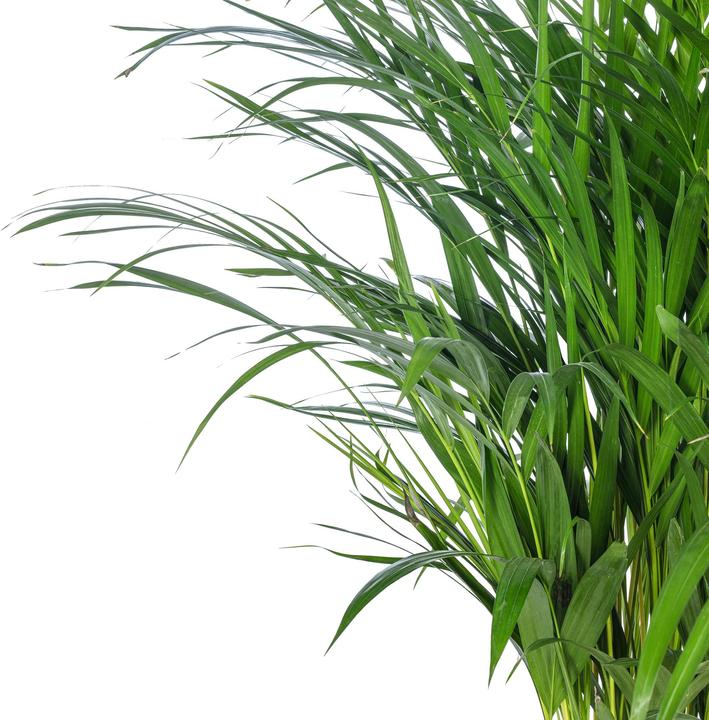 Produktbild Flowerbox Goldfruchtpalme - Areca Dypsis Lutescens (100 cm)