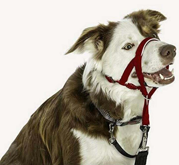 Image du produit Halti Licol pour chien (1, Chien, Général)