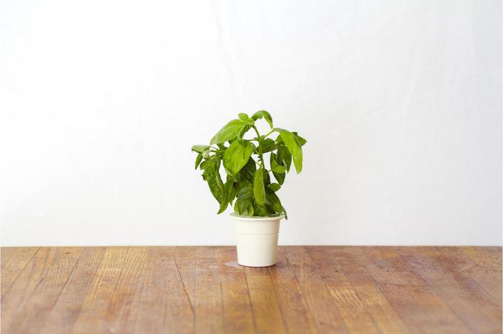 Actual product image Click and Grow Basil (Herb seeds)