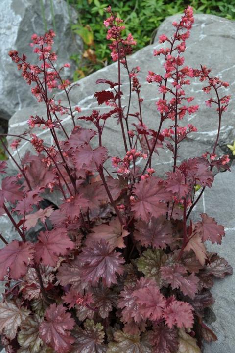 Produktbild Säntispracht Ein herbstblühendes Purpurglöckchen - Heuchera x brizoides 'Cinnamon Glaze' (40 cm)