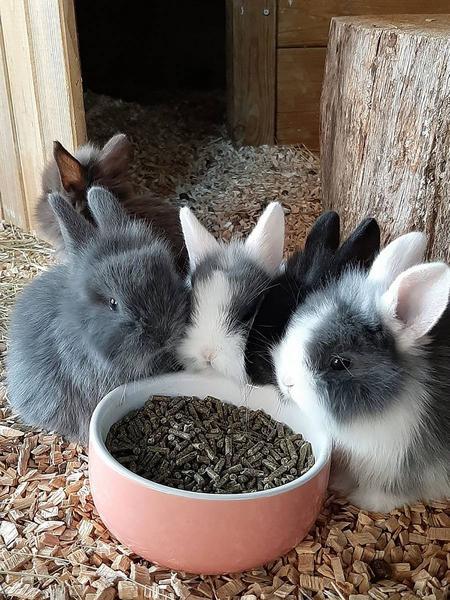 Image du produit Nobby Gamelle en céramique pour rongeurs Rabbit (0.30 l)