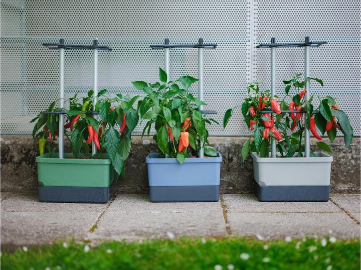 Productafbeelding Gusta Garden Charly Chili (35 cm)