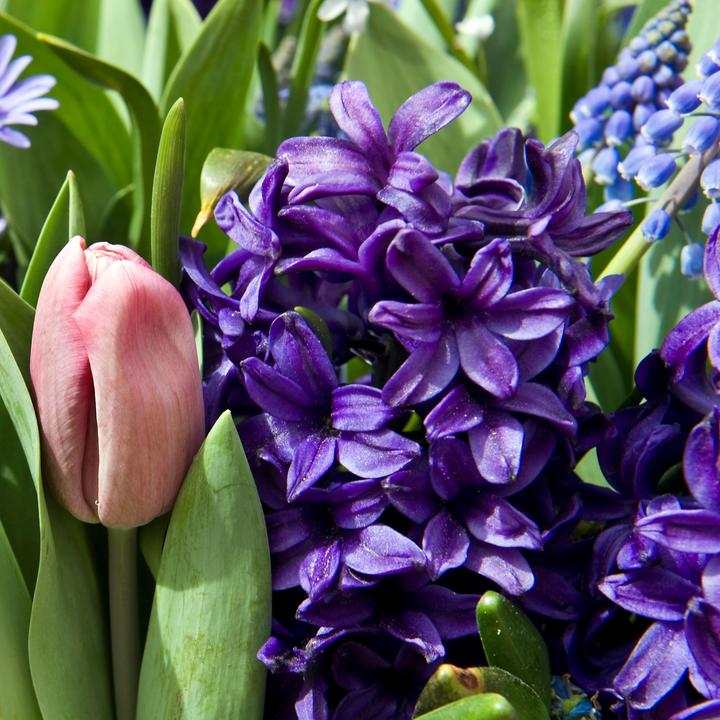 Actual product image Plant in a Box Hyacinthus Blue Trophy - set of 15 hyacinth bulbs (30 cm)