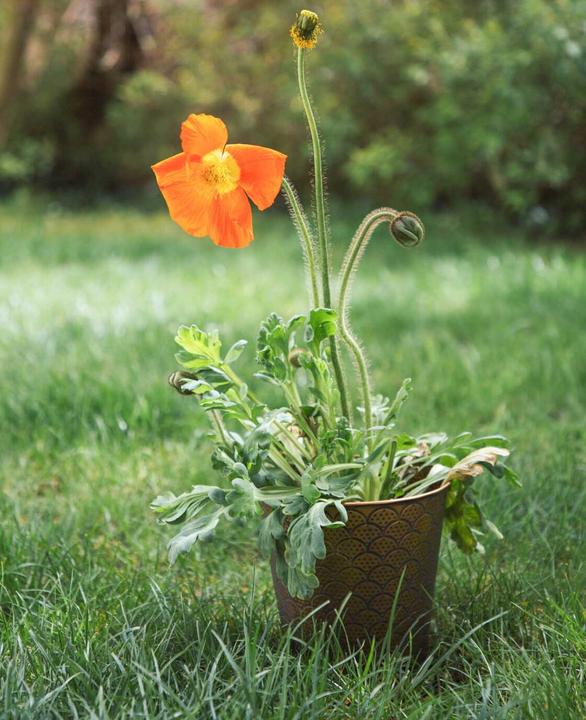 Actual product image Esmée Orient (20 cm)