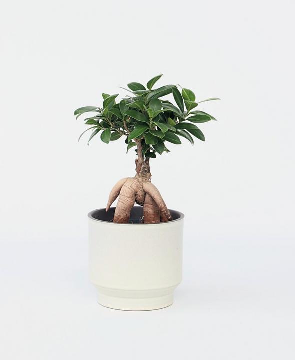 Produktbild Plant in a Box Ficus microcarpa Ginseng - Bonsai (40 cm)