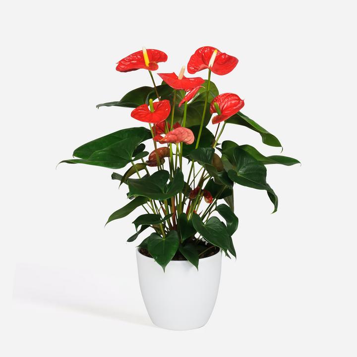 Immagine prodotto Plant in a Box Anthurium 'Madural Red' - (55 cm)