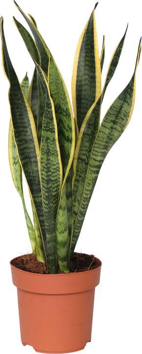 Actual product image Plant in a Box Sansevieria trifasciata Laurentii - bow hemp (40 cm)