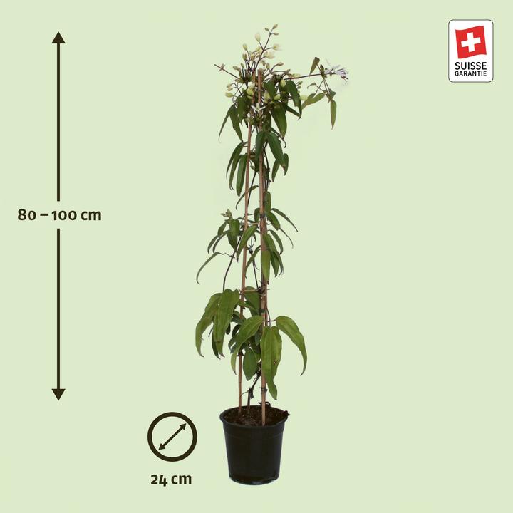 Produktbild Zulauf Immergrüne Waldrebe / Clematis armandii (80 cm)