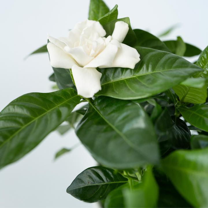 Produktbild Plant in a Box Gardenia Jasminoides (20 cm)