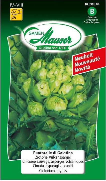 Produktbild Samen Mauser Puntarelle di Galatina Zichorie, Vulkanspargel (Gemüsesamen)