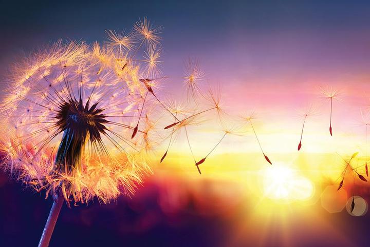 Produktbild Eibert Visual Colorful contrast Dandelion (65 x 97 cm)