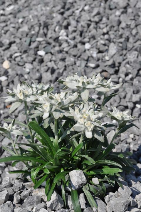 Produktbild Säntispracht Das urwüchsige Edelweiss - Leontopodium alpinum (25 cm)