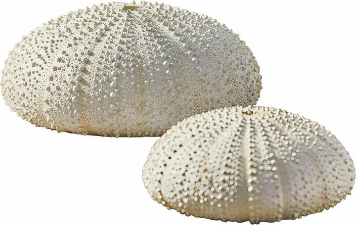Image du produit Loberon Oursin décoratif Lot de 2 Kimbar blanc antique