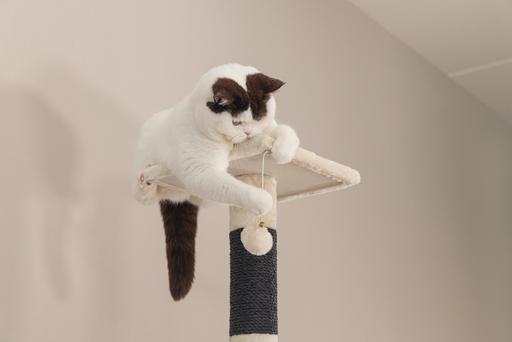 Immagine prodotto Beeztees Figado (135 cm, Beige)