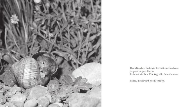 Image du produit La petite souris aux pommes (livre d'images cartonné) (Allemand)