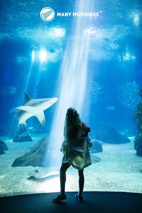 Actual product image Many Mornings Ocean Life (Single pack, 39 - 42)