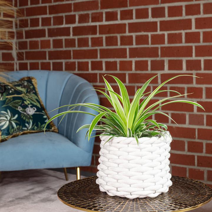 Produktbild Flowerbox Grünlilie "Ocean" - Chlorophytum Comosum (Tierfreundlich)