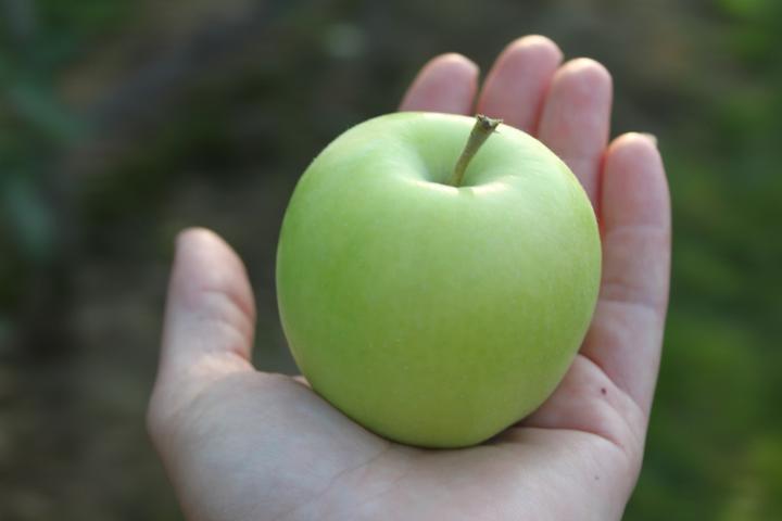 Immagine prodotto Lubera Mela Bionda Bella
