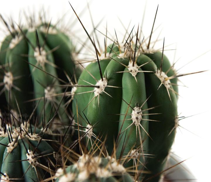 Immagine prodotto Cactus in cachepot (55 cm)