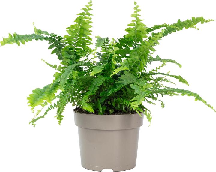 Produktbild Flowerbox Schwertfarn "Green Lady" - Nephrolepis (35 cm)