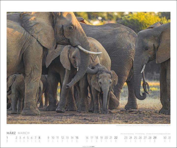 Actual product image Elefanten Kalender 2026 (55 x 46 cm, German)